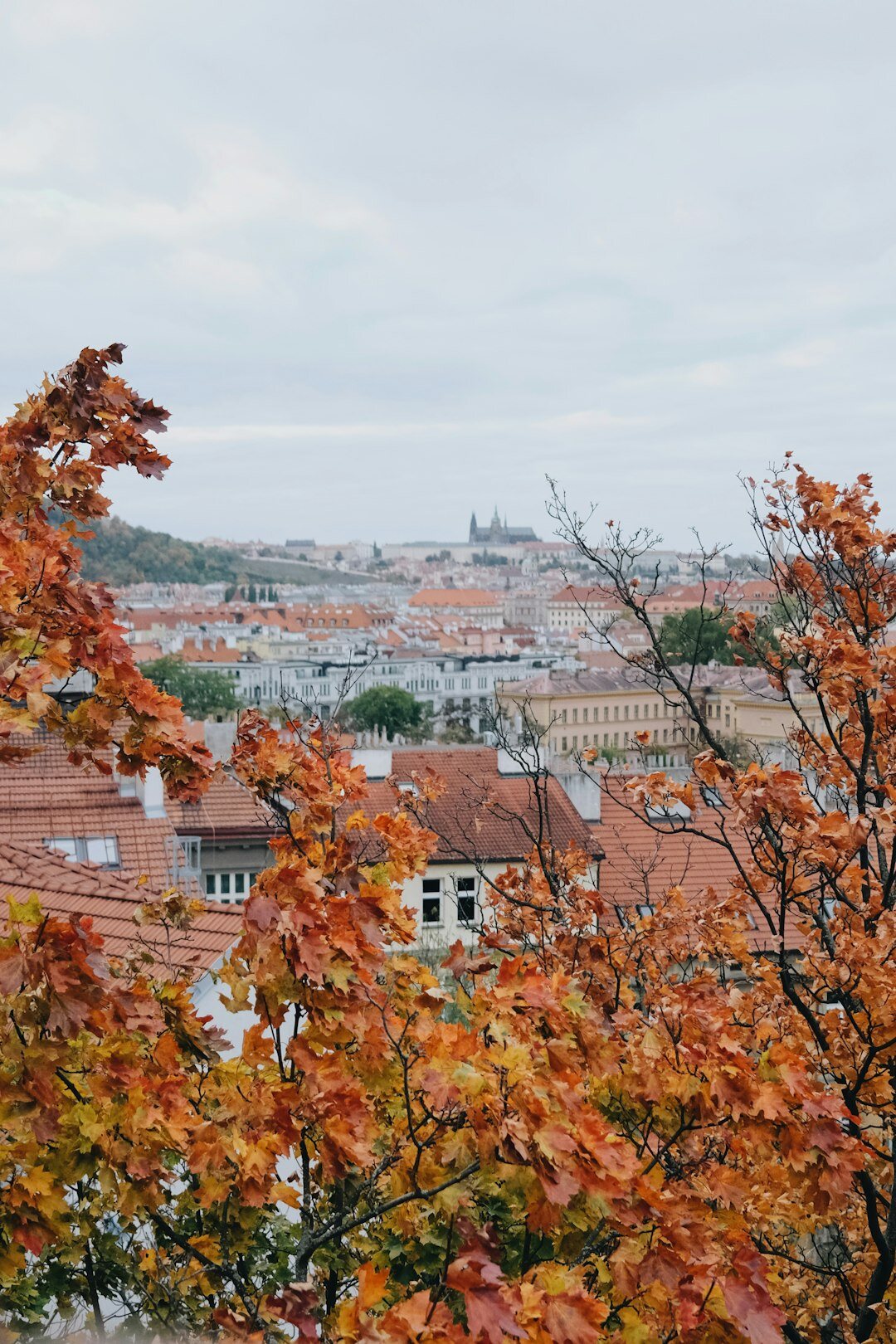 autumn czech ingredients